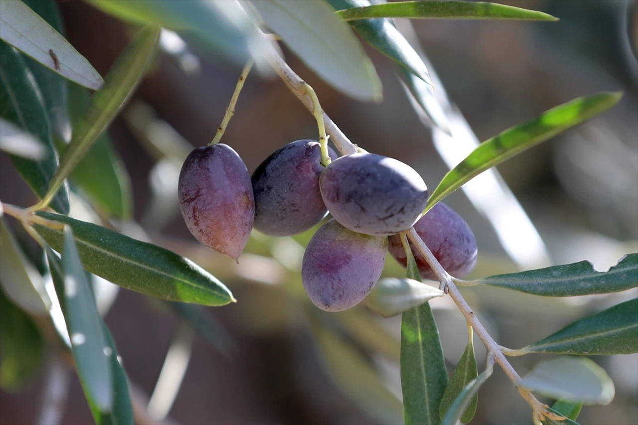 Antalya'da Coğrafi İşaretli Zeytin Üretimini Artırma Çabaları