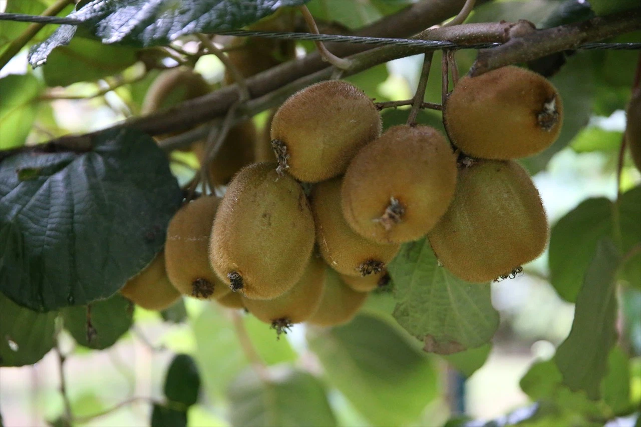 Ordu Kivisinin Kilogram Fiyatı Açıklandı