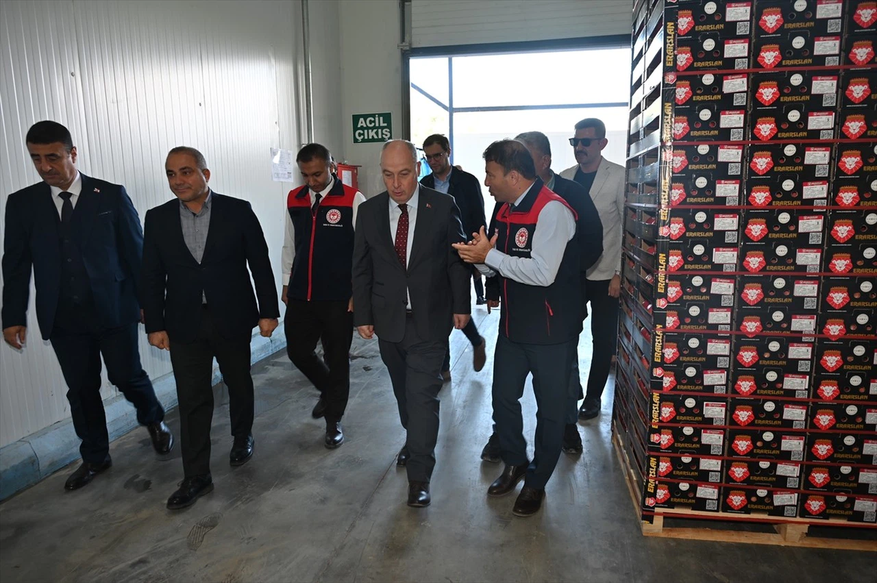 Denizli'de İhracatlık Nar Hasadı Heyecanı