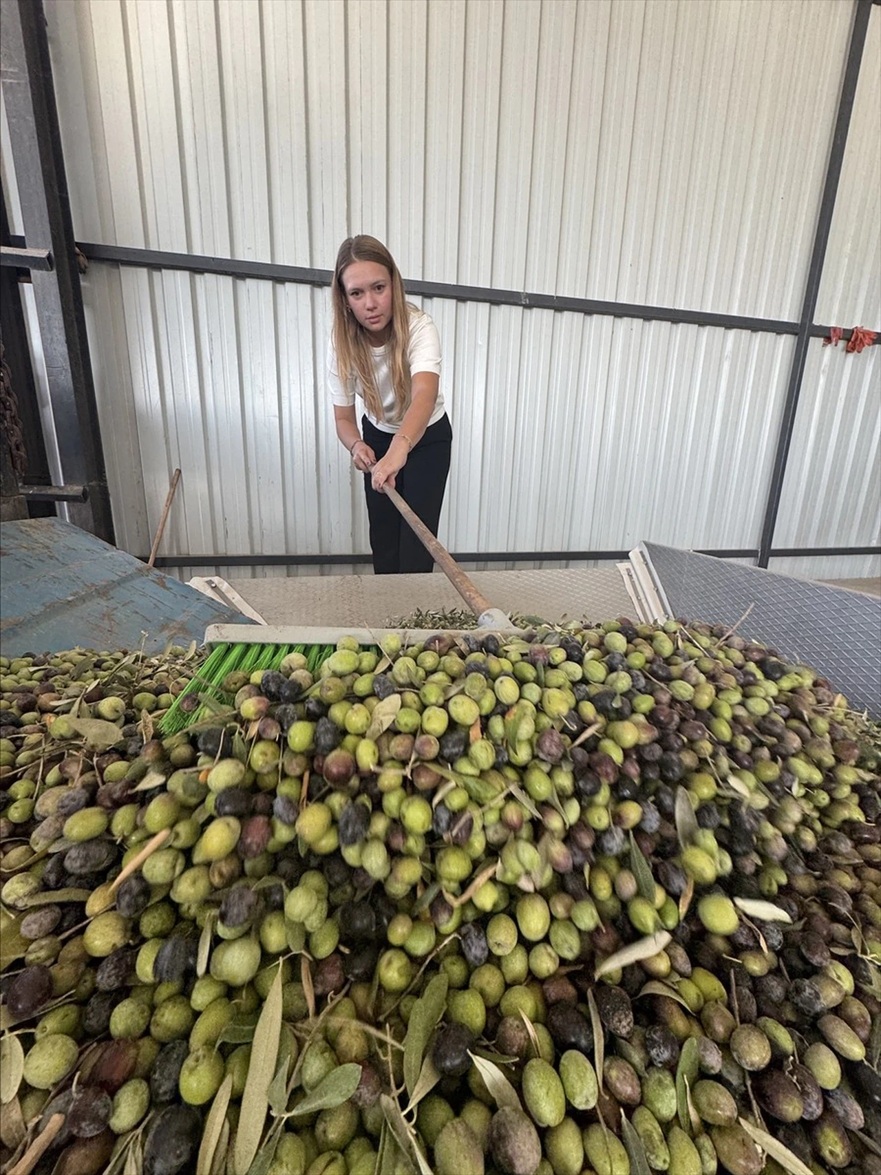 Kadın Çiftçi Nihan Yücel, Zeytin Tesisleri ile Tarımda Katma Değer Yaratıyor