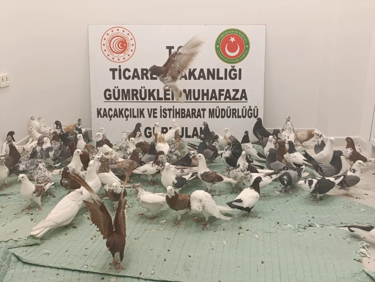 Gürbulak Gümrük Kapısı'nda Operasyon: 85 Cancan Güvercini Ele Geçirildi
