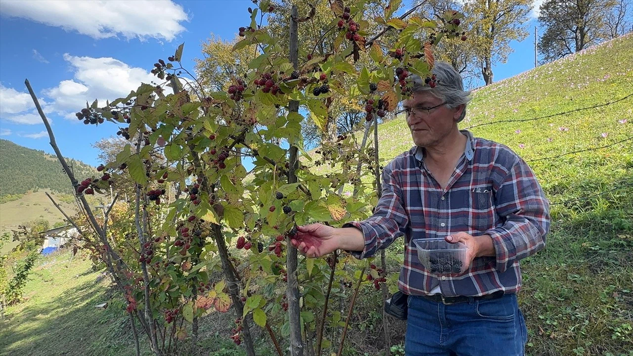 Giresun'da Ahududu ve Böğürtlen Bahçeleri Üreticiler İçin Yeni Bir Gelir Kapısı