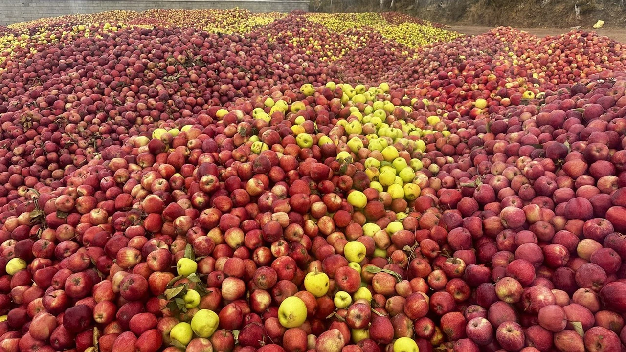 Isparta'da Döküntü Elmalar Meyve Suyuna Dönüşüyor
