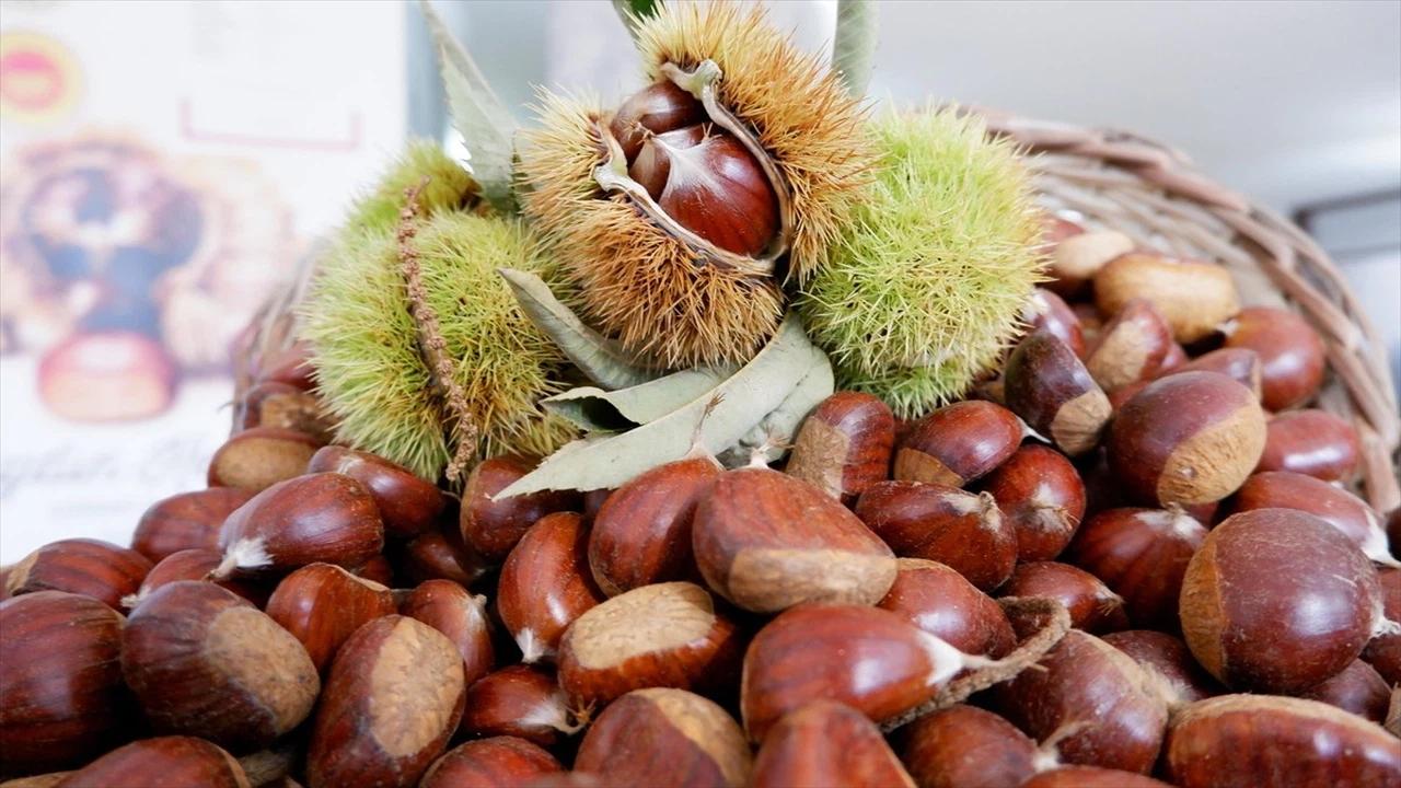 Aydın'da Sezonun İlk Kestane Satışı Yapıldı