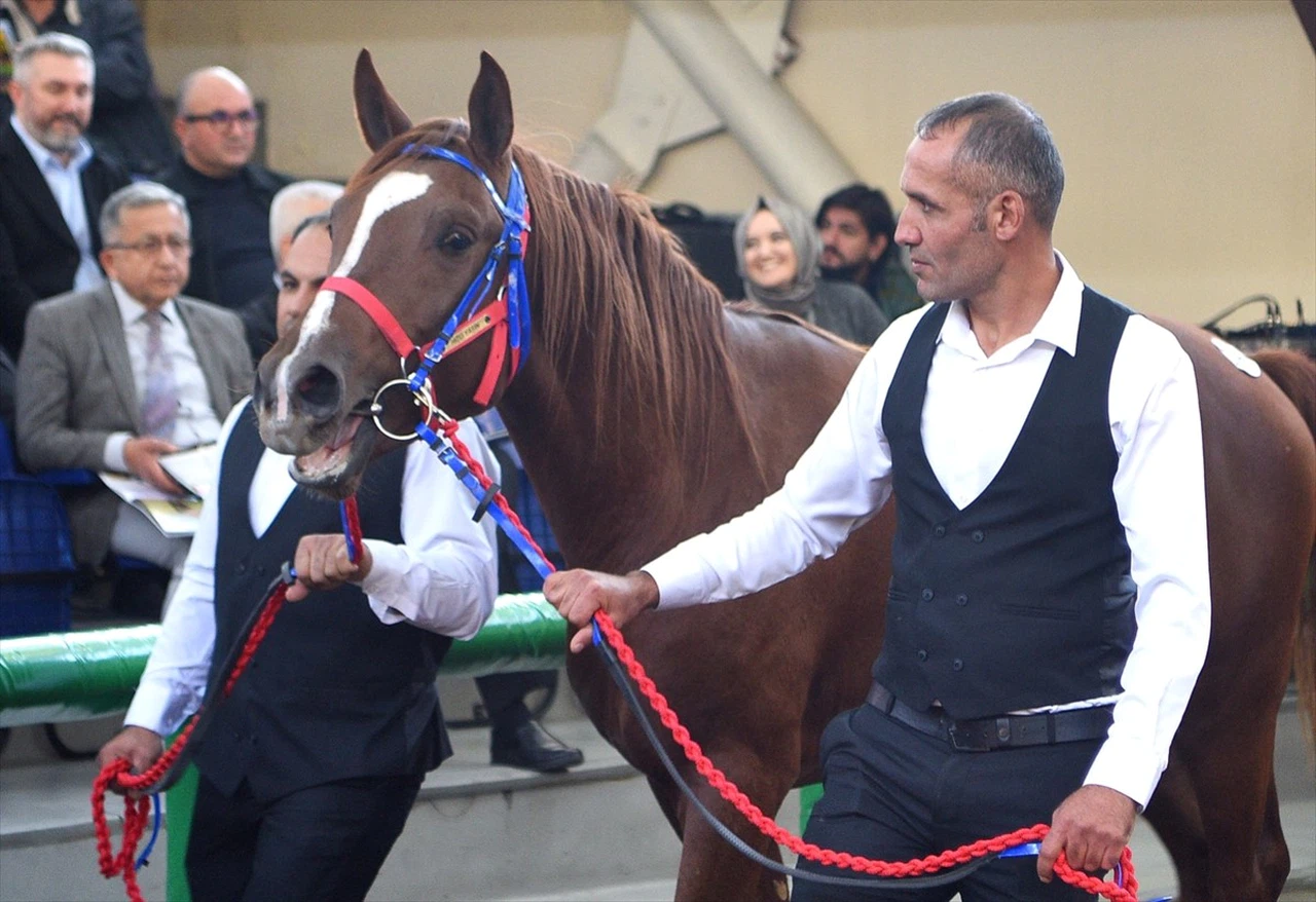 TİGEM Müzayedesinde Tarihi Rekor: Arap Tayı 10.5 Milyon Liraya Satıldı