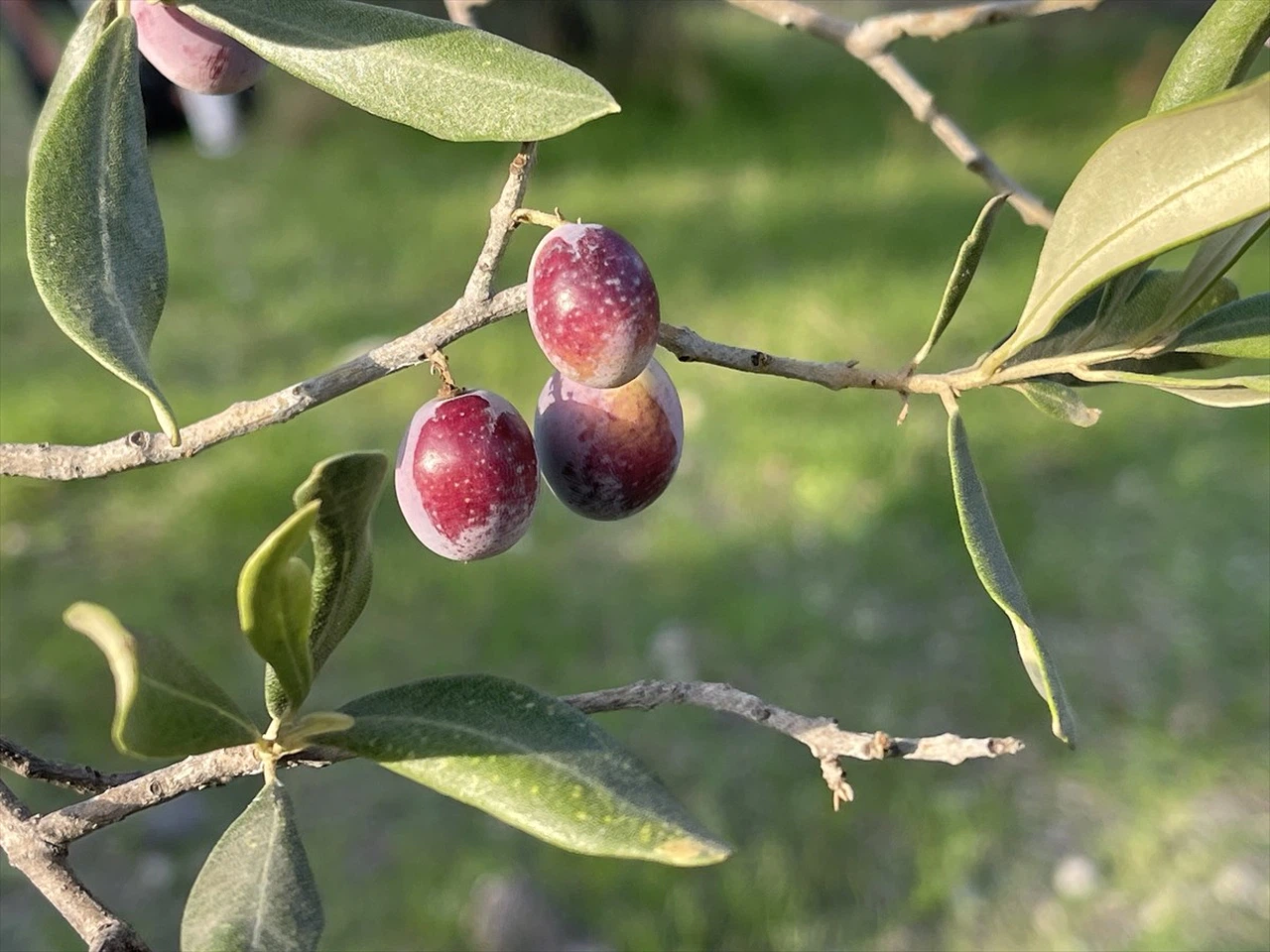 Türkiye'nin Zeytin Rekoltesi 2 Milyon 450 Bin Ton Olarak Bekleniyor