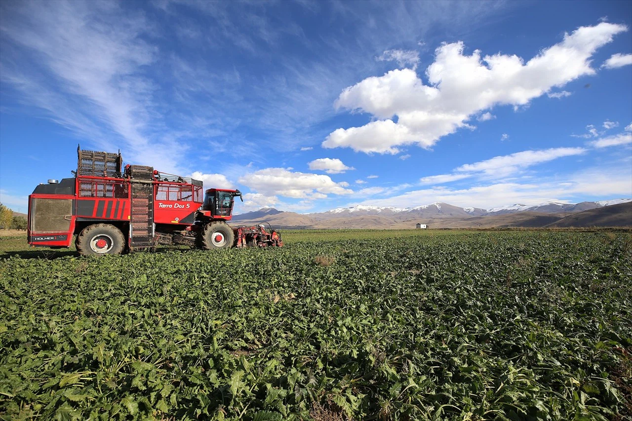 Erzurum'da Şeker Pancarı Ekimi Yüzde 40 Arttı