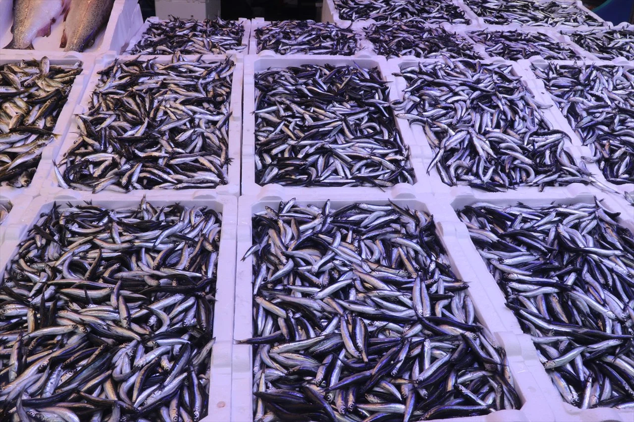 Rize'de Hamsi Bol, Fiyatlar Uygun