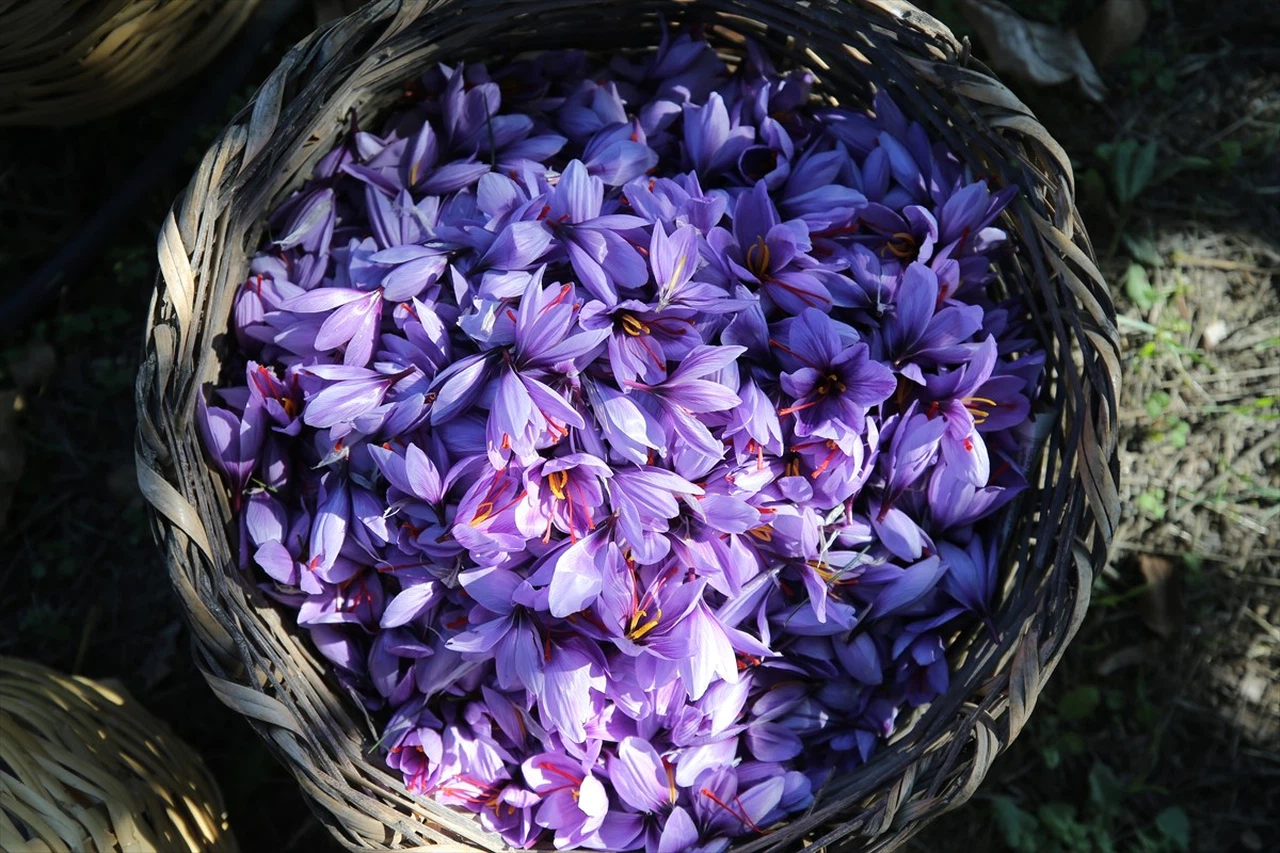 Karabük'te Safran Hasadı Devam Ediyor