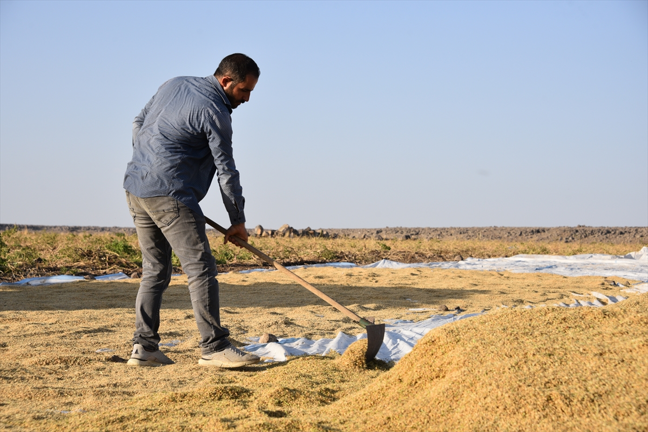 Karacadağ pirincinde devlet destekli üretim artışı