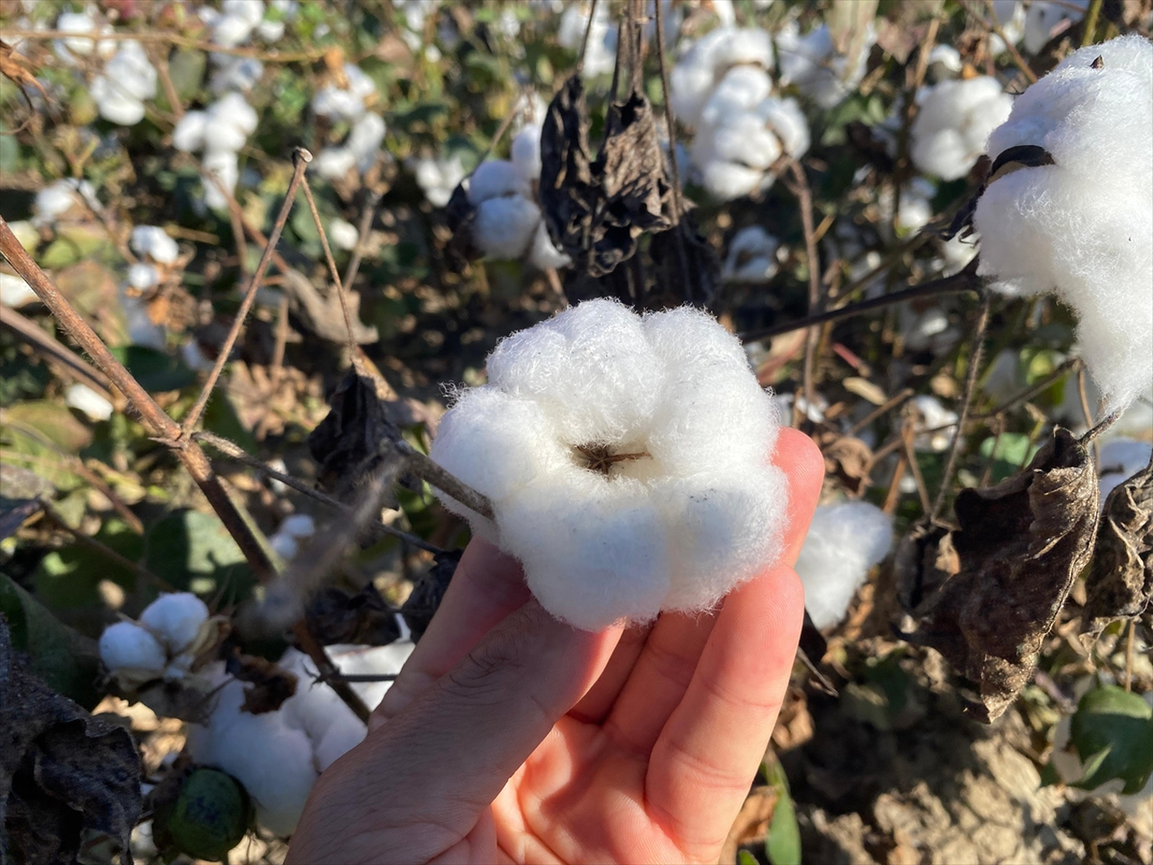 Antalya'nın pamuğu kalitesiyle öne çıkıyor