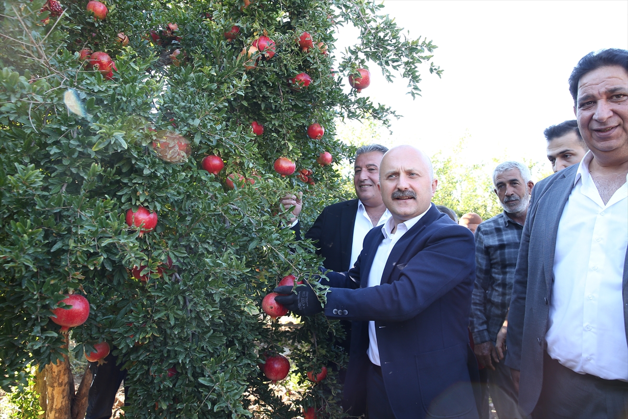 Adıyaman'da 19 bin 250 dekar alanda üretilen narda hasat dönemi