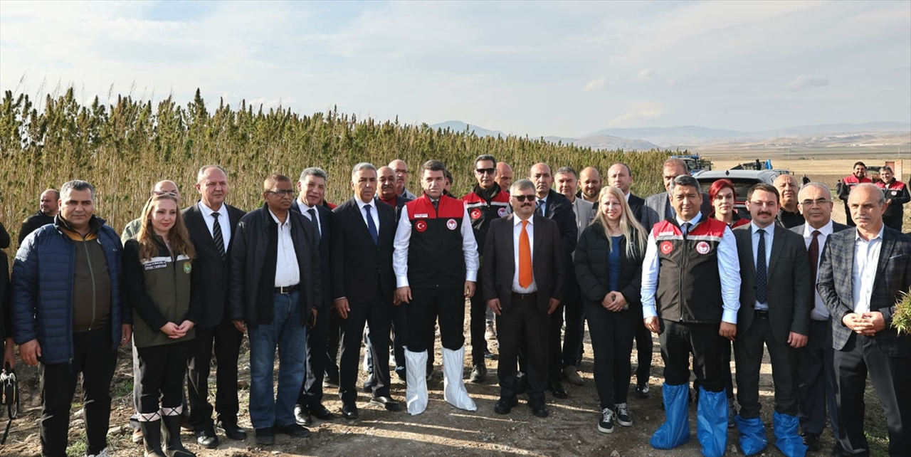 Amasya'da yerli ve milli vezir kenevir türünün hasadı başladı