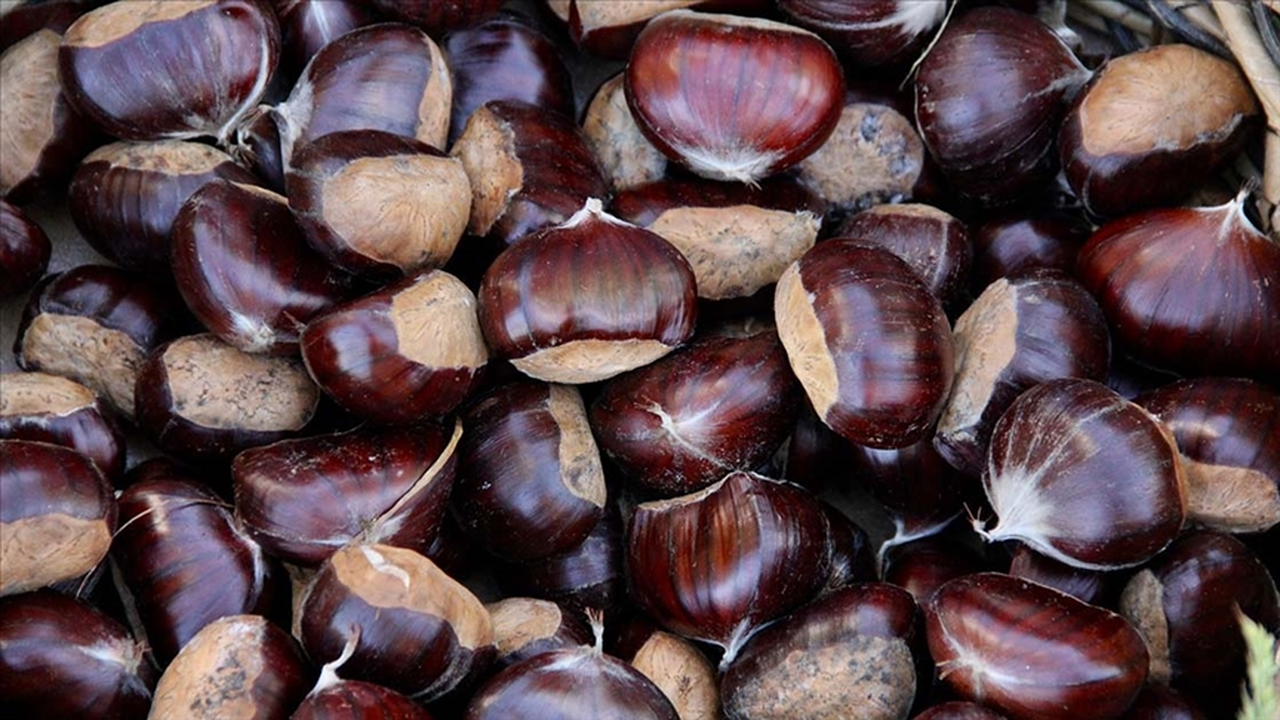 Aydın'da sezonun ilk kestaneleri 550 liradan satıldı