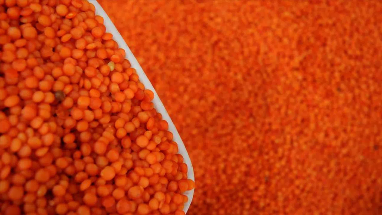 Batman'da çiftçilere 152 ton mercimek tohumu dağıtıldı