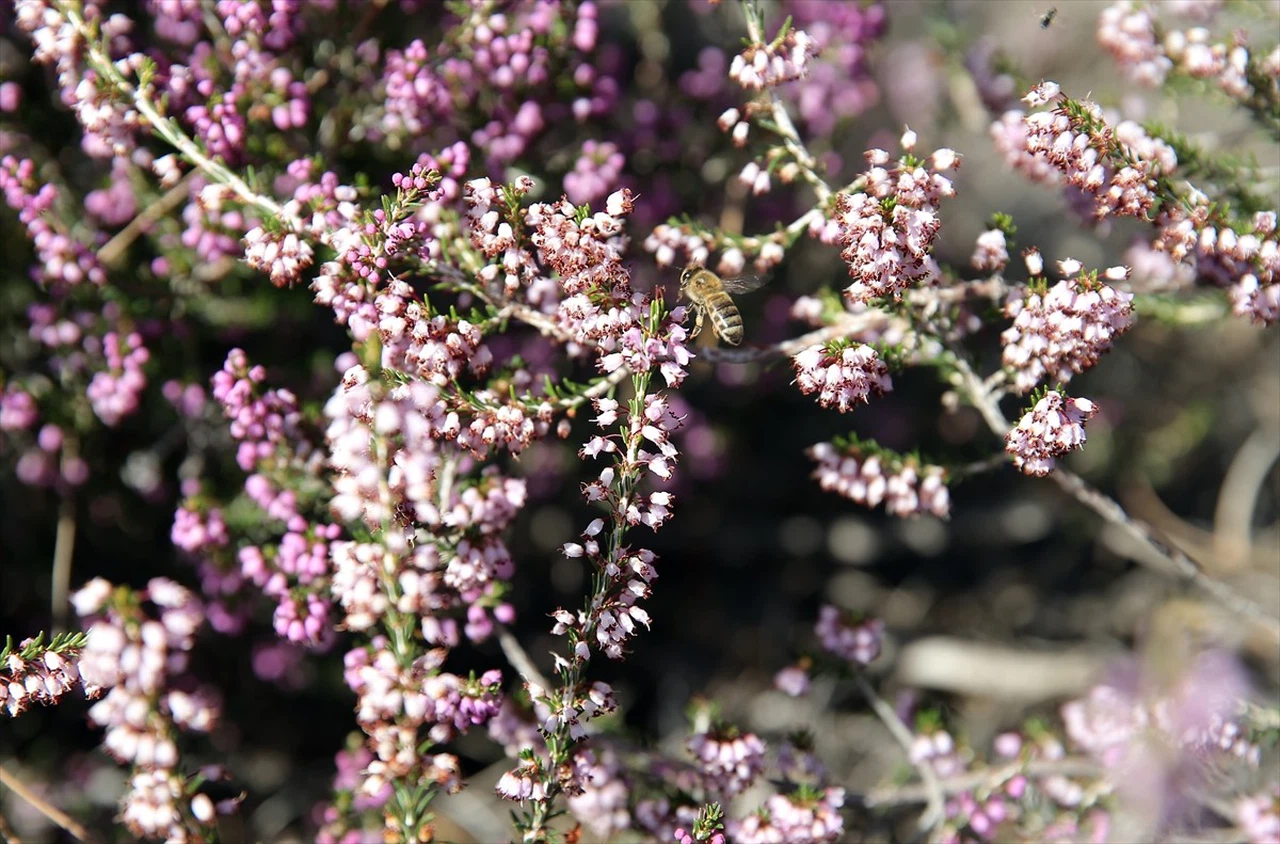 Muğla'da Çam Balı Rekoltesi Yükseliyor