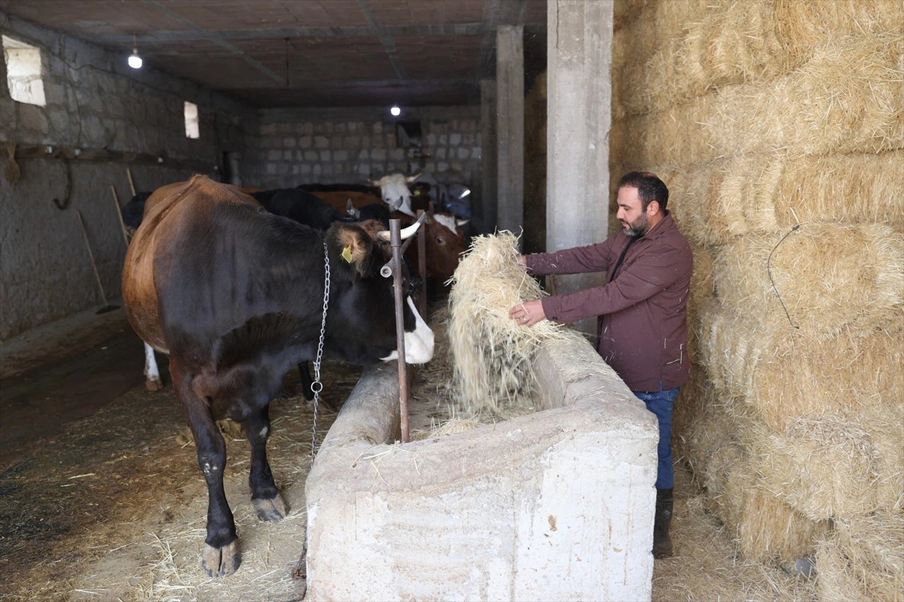 Veteriner Hamdi İpek'in Hibe Destekli Başarısı