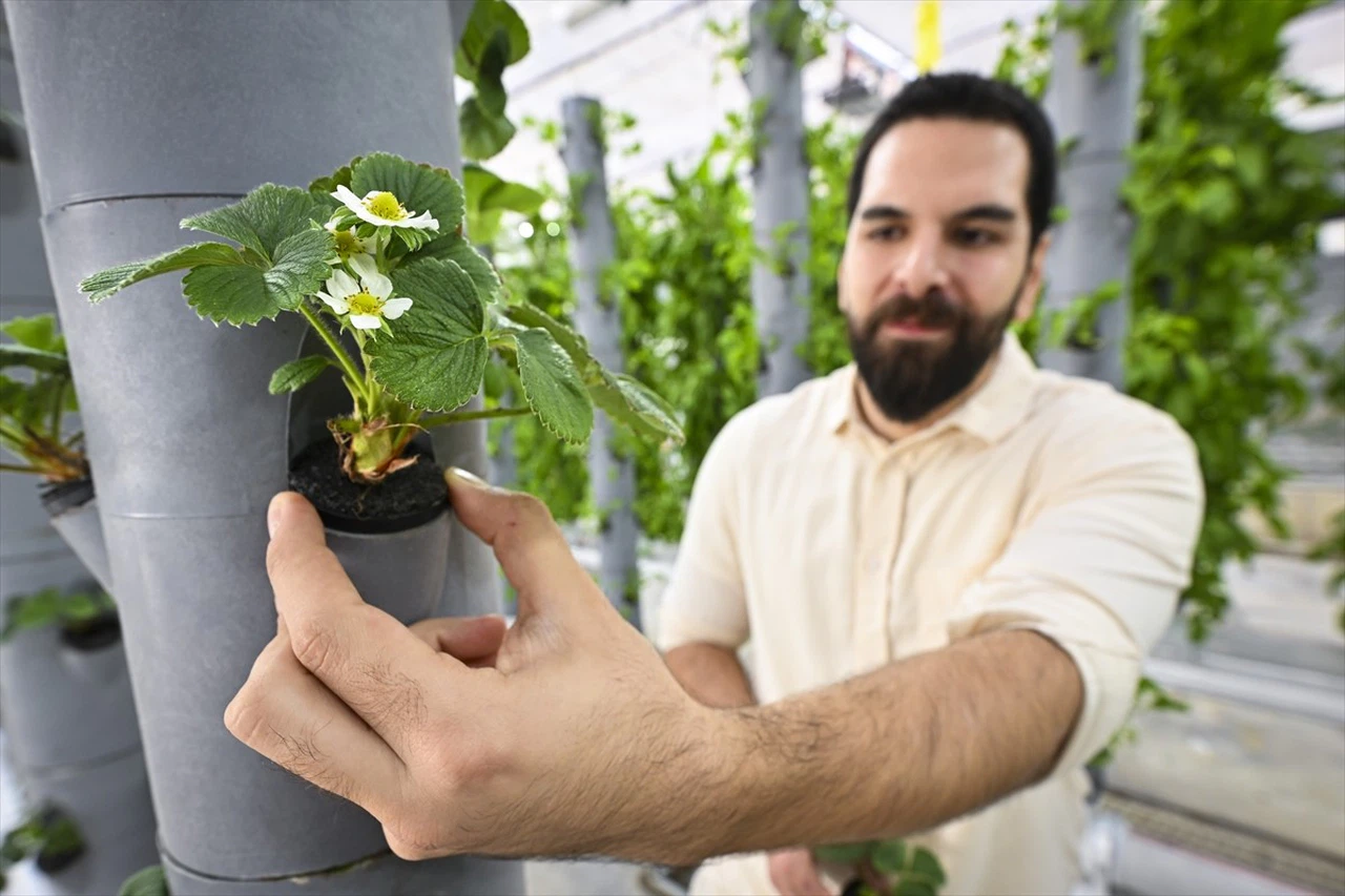 Topraksız Dikey Tarım: Geleceğin Sürdürülebilir Çözümü