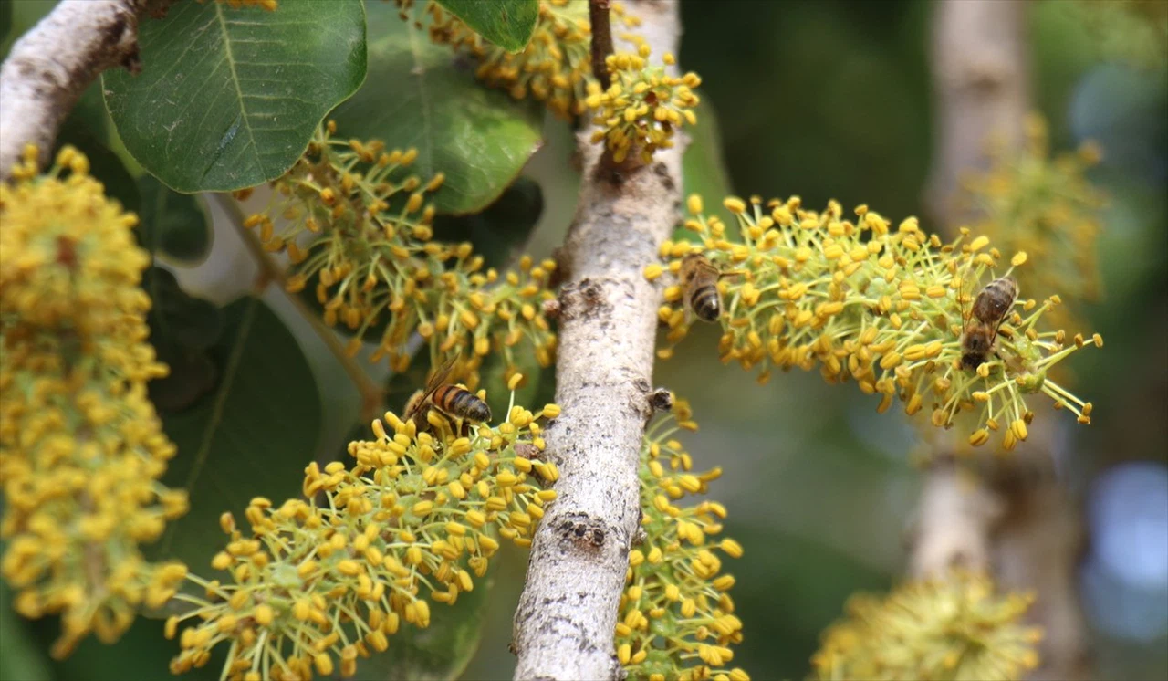 Mersin'de Keçiboynuzu Balı Hasadı Başladı