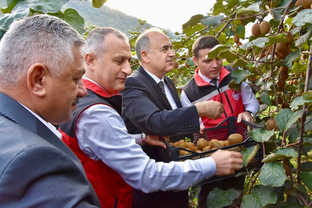 Ordu'da Kivi Hasadı Başladı