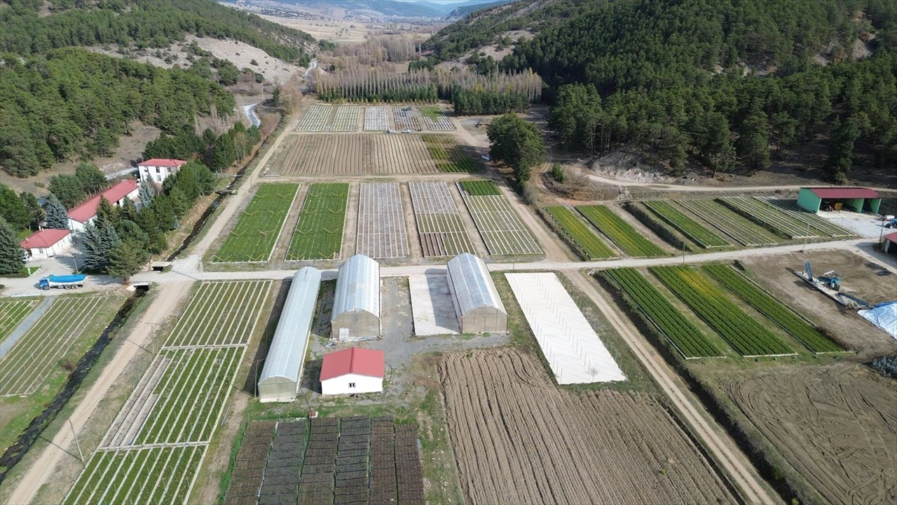 Yozgat'tan Yeşil Vatan'a Fidanlar Gönderiliyor