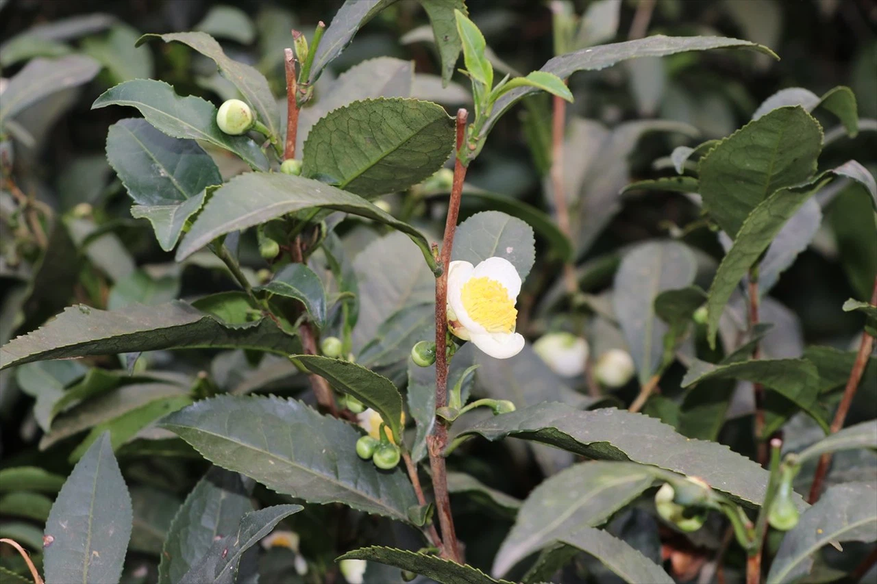 ÇAYMER Çiçek Çayı Üretiminde Önemli Başarılar Elde Etti