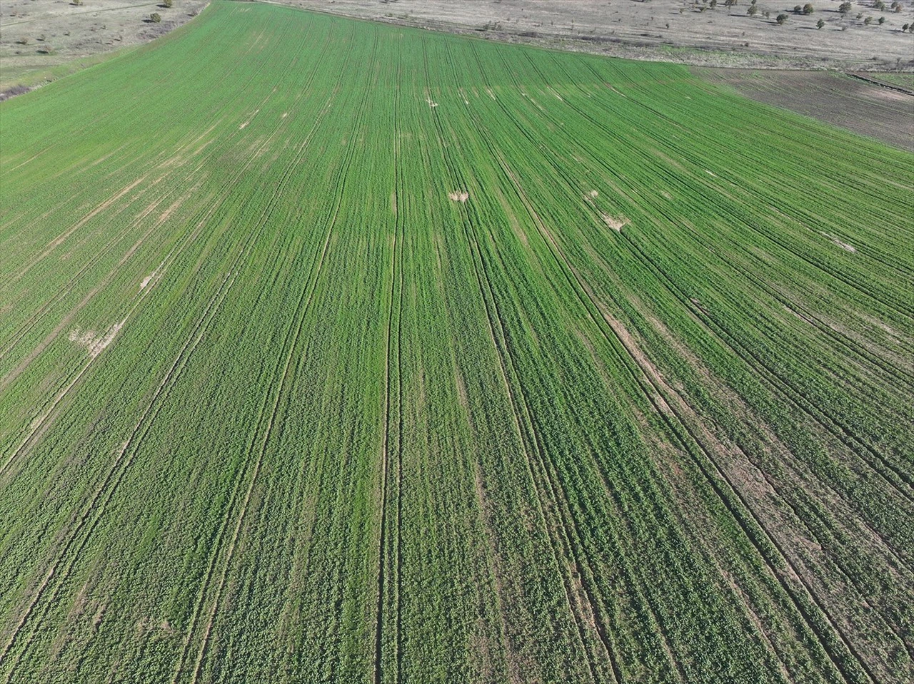 Edirne'deki Yağışlar Kanola Üretimini Canlandırdı