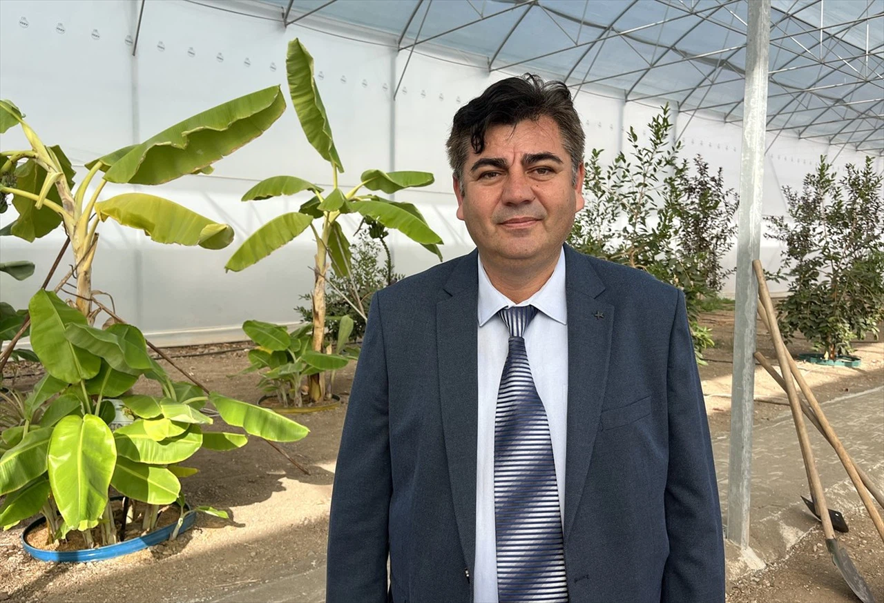 Kumluca'da Kahve Fidanı Deneme Ekimi Başladı