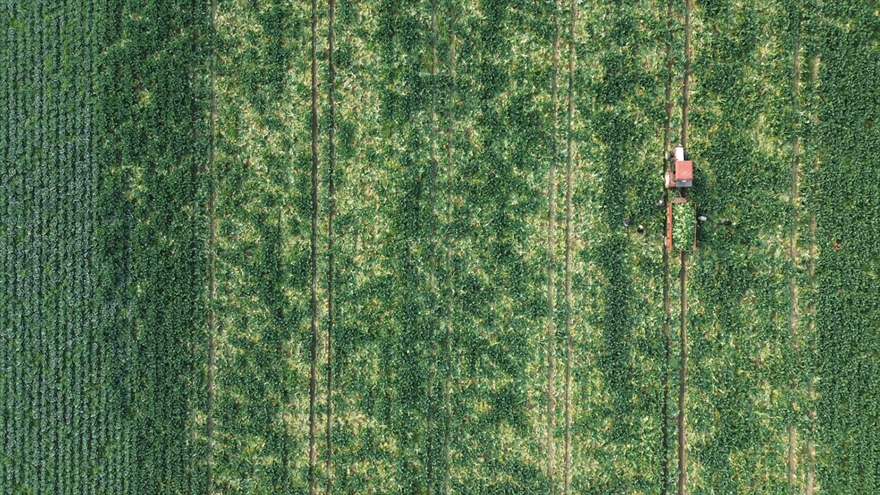 Bafra Ovası'nda Karnabahar Hasadı Başladı