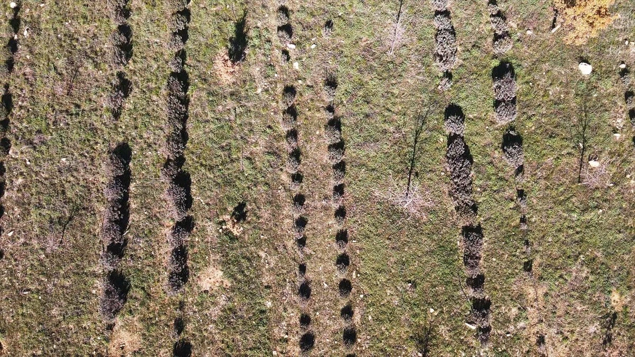 Muğla'da Tıbbi ve Aromatik Bitki Üretimi 6 Bin Dekara Ulaştı
