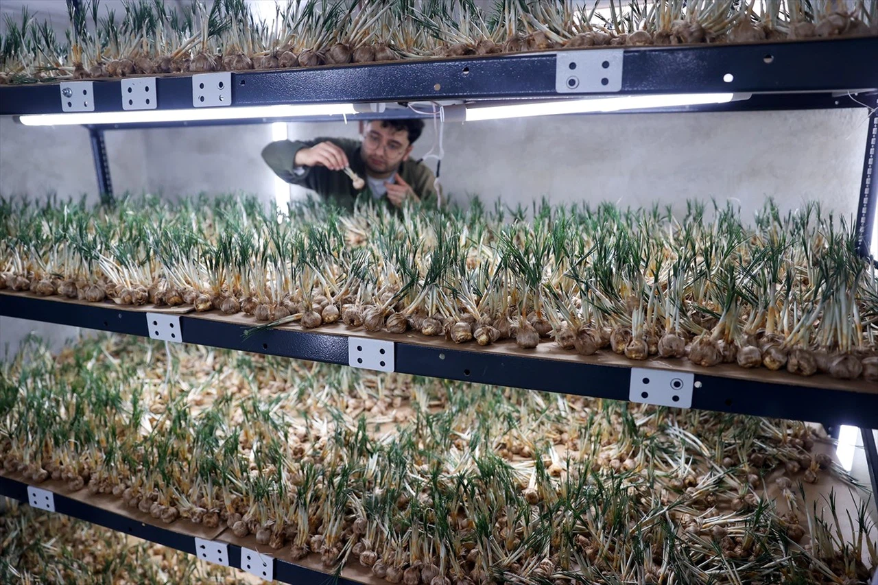 Topraksız Tarım ile Safran Üretimi