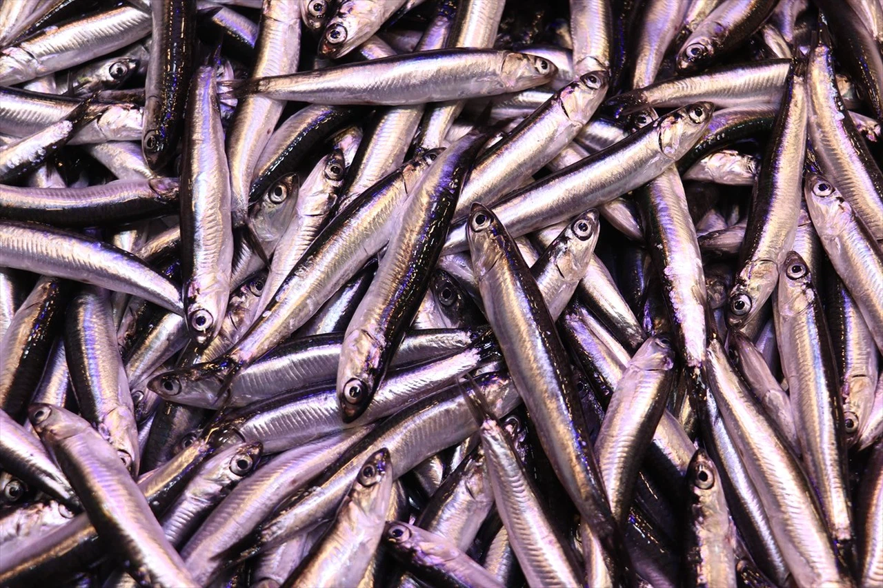 Trabzon'da Hamsi Fiyatları Yükseldi