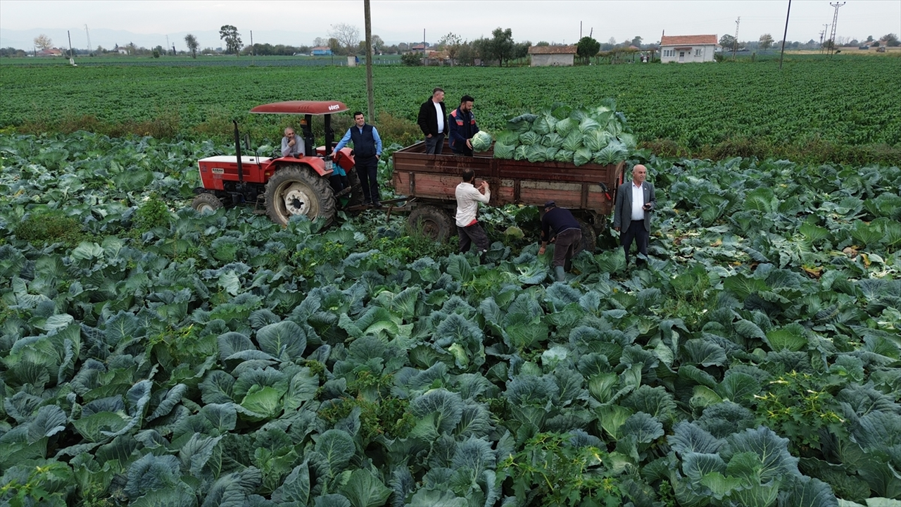 Bafra Ovası'nda beyaz lahana hasadı başladı