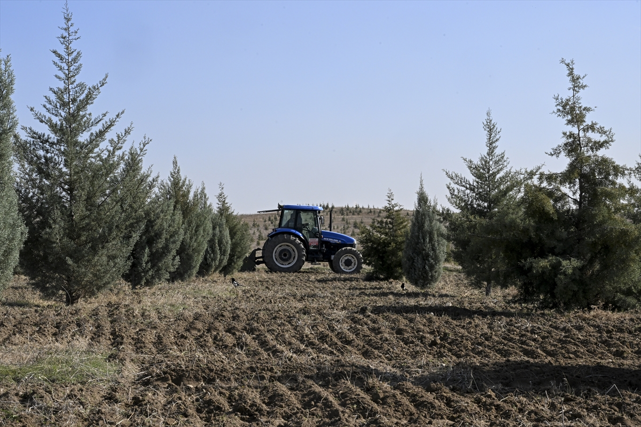 Ağaçlandırma seferberliğinin ilk yılında dikilen fidanlar ağaca dönüştü