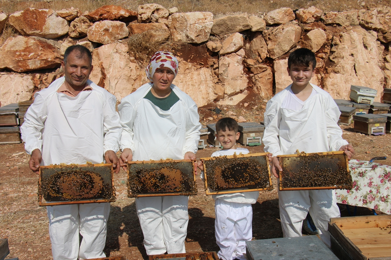 Mersin'de keçiboynuzu balında hasat dönemi başladı