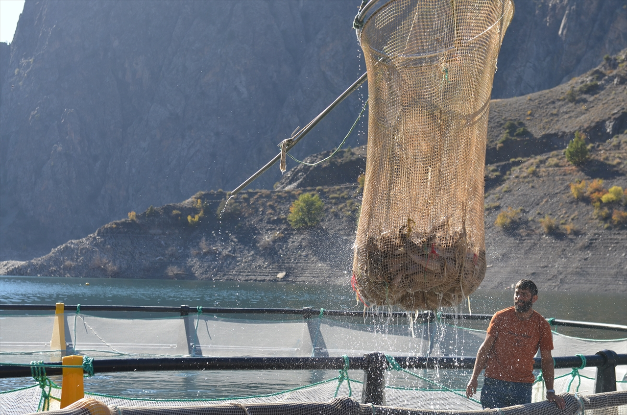 Artvin'den 67 ülkeye Türk somonu ihraç edildi