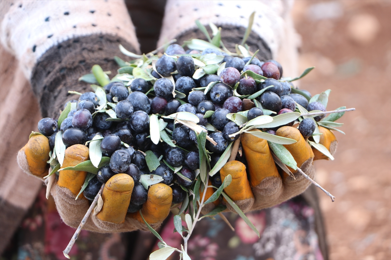 Kilis'te zeytin hasadı başladı