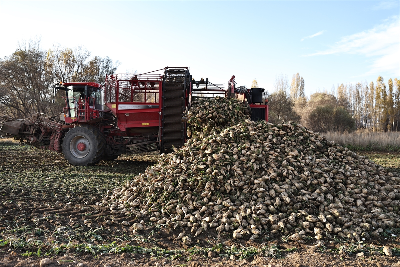Bayburt'ta şeker pancarı üretim alanı 5 yılda 6 kat arttı