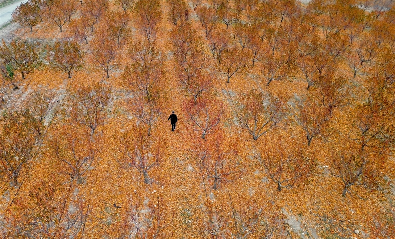 Yozgat'ta zirai dondan etkilenen 5 bin dönümlük bahçenin zararı TARSİM tarafından karşılandı