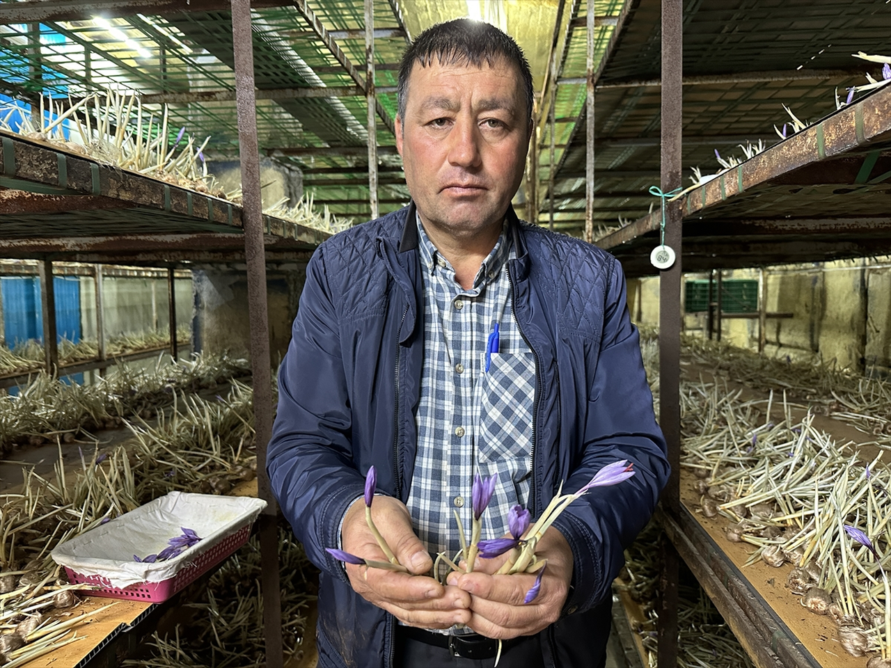 Isparta'da çiftçiler kuraklığa karşı safran üretimine yöneldi