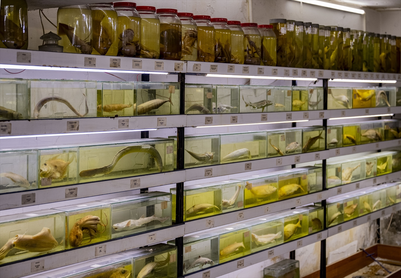 Türkiye'nin denizlerinde yaşayan balık türlerindeki azalma alarm veriyor