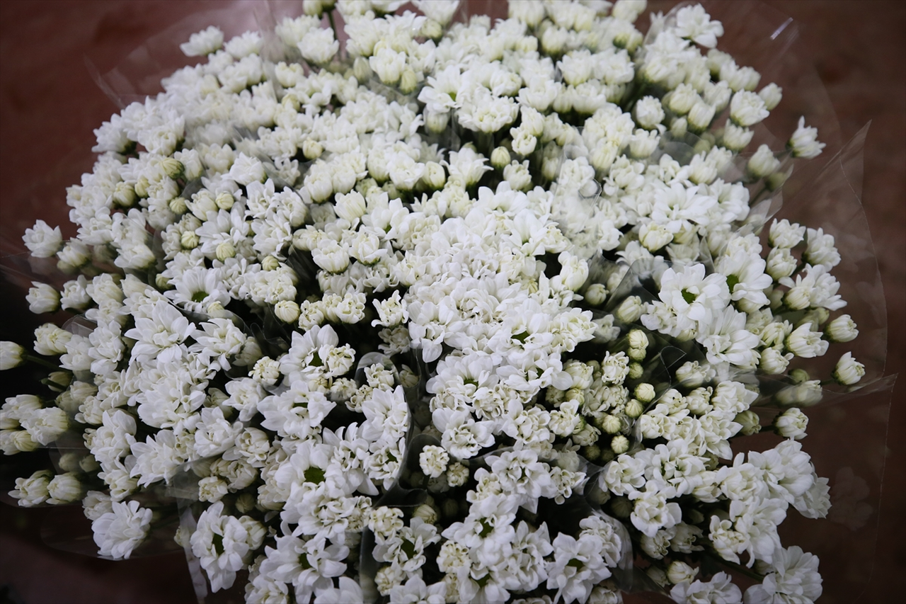 Çiçek ihracatında çeşitlilik arttı