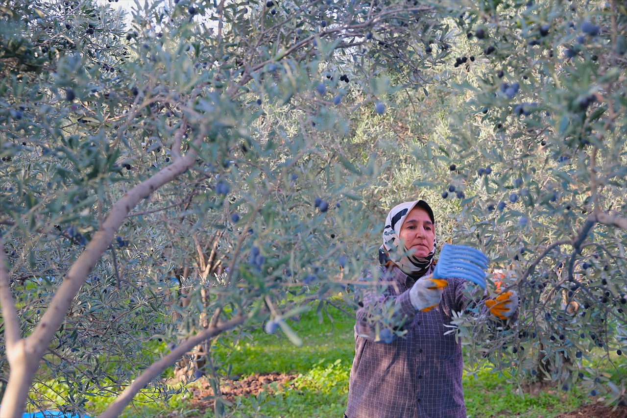 Hatay'da 201 bin ton zeytin rekoltesi bekleniyor