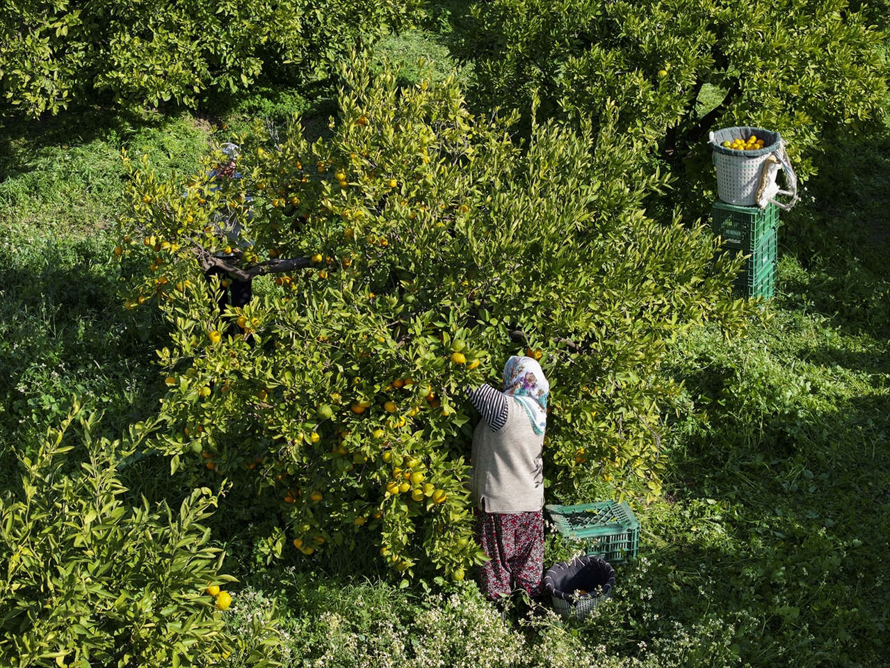 İzmir'in satsuma mandalinasında verim arttı