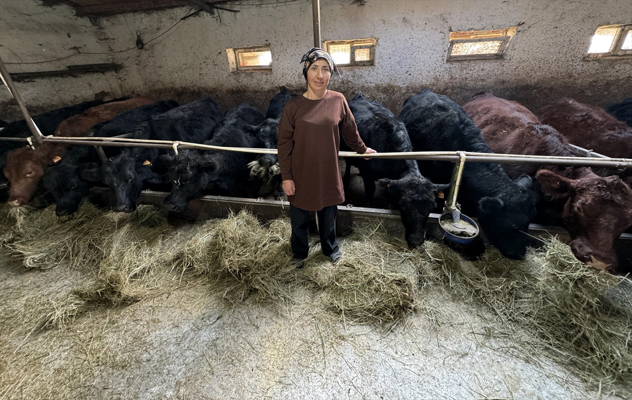 Ardahan'da devletten 90 üreticiye toplam 1350 büyükbaş hayvan desteği