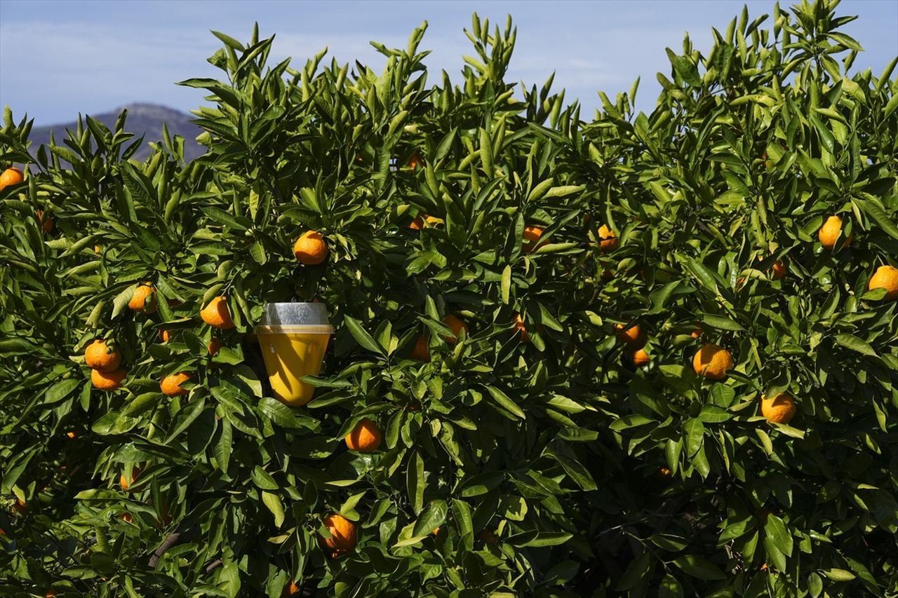 Meyve sineğine kurulan tuzaklar mandalinada ilaç kullanımını yüzde 30 azalttı