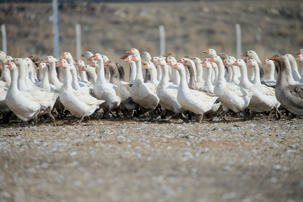 Kars'ta yılda yaklaşık 2,5 milyon kaz yetiştiriliyor