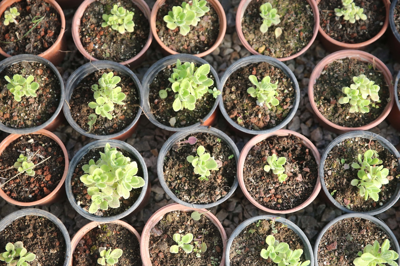 Muğla'da tıbbi ve aromatik bitkilerin üretim alanı 10 yılda 300 dekardan 6 bin dekara yükseldi