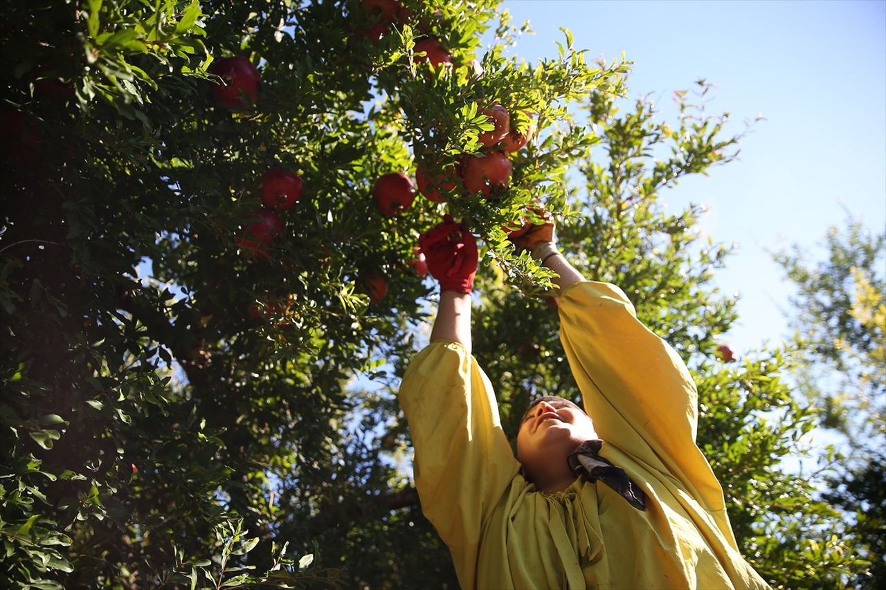 Adıyaman'da nar üretim alanı genişliyor, rekolte artıyor