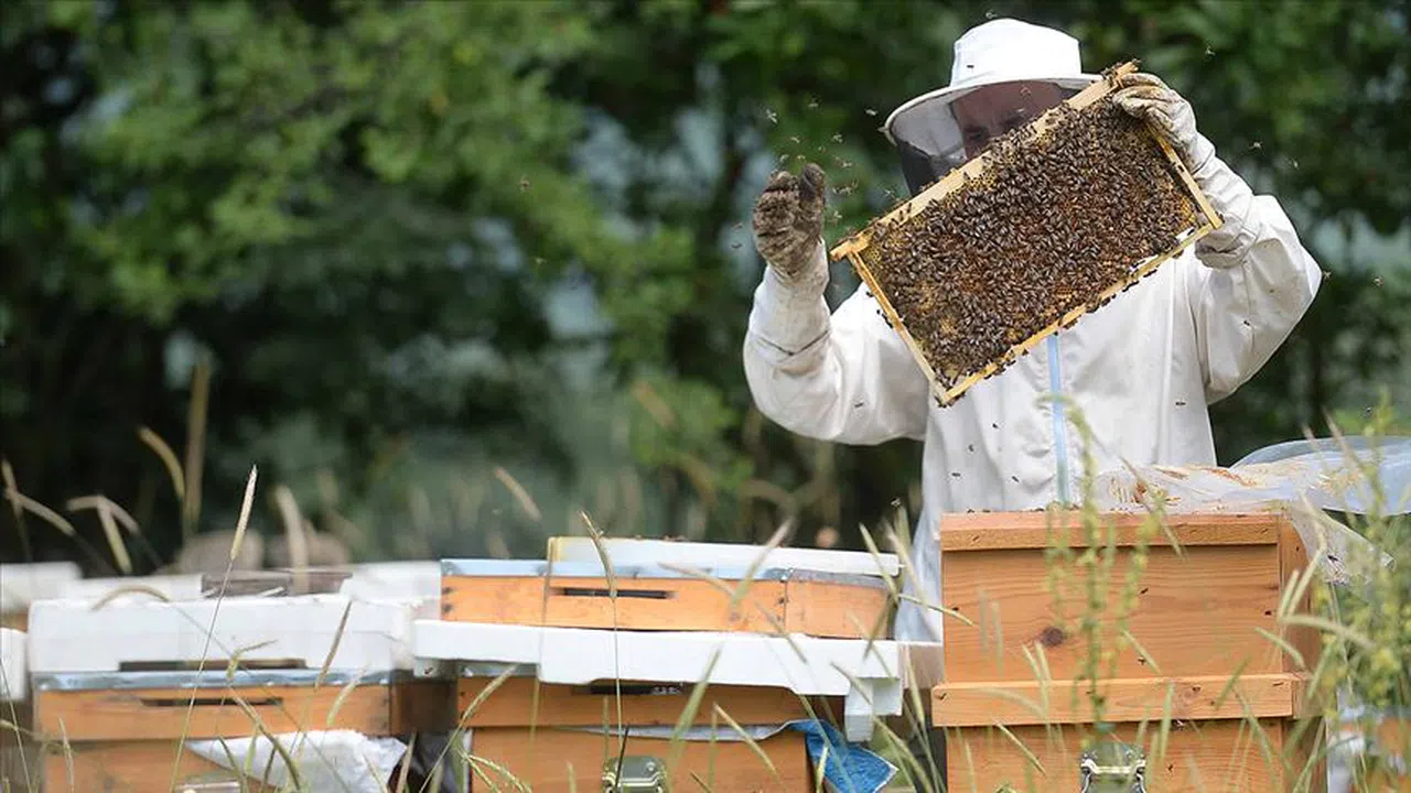 Yenice ıhlamur balı AB'den coğrafi işaret tescili aldı